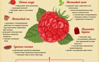 Все о малине: польза и вред для здоровья человека и его применения