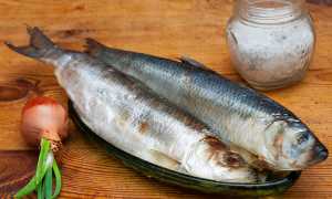 Хранение селедки в холодильнике без рассола: советы и рекомендации