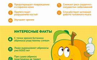 Польза и вред абрикоса для здоровья человека
