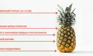 Как правильно выбрать ананас? Полезные советы и рекомендации