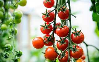 Как правильно выбирать томаты и для каких блюд подходят разные сорта в кулинарии