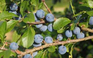 Польза и вред ягод терна для здоровья человека