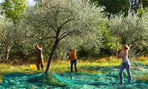 Оливковое масло: 20 полезных и 12 вредных свойств для здоровья человека