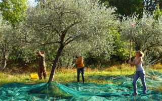 Оливковое масло: 20 полезных и 12 вредных свойств для здоровья человека