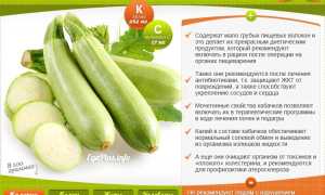 Польза и вред кабачка для здоровья человека