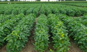 Соевый соус: 14 полезных и 6 вредных свойств для здоровья