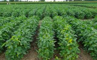 Соевый соус: 14 полезных и 6 вредных свойств для здоровья