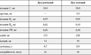 Репчатый лук: польза и вред для здоровья