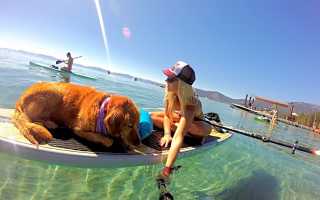 Путешествия с питомцами: советы для комфортного отдыха и наслаждения