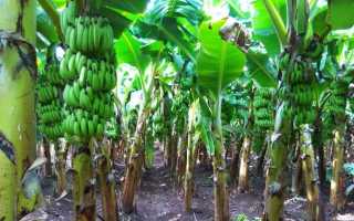 Банан: 33 полезных и 12 вредных свойств для здоровья