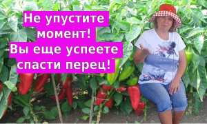 Как спасти вялые перцы, кабачки и зелень от увядания