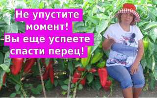 Как спасти вялые перцы, кабачки и зелень от увядания