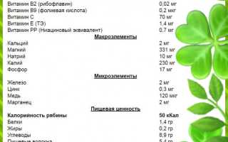 Польза и вред рябины для здоровья человека