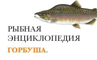 Как правильно выбрать горбушу? Полезные советы и рекомендации