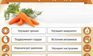 Польза и вред моркови для здоровья