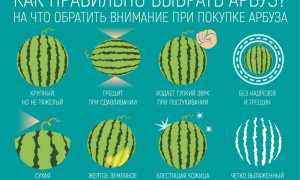 Как выбрать вкусный арбуз и сэкономить при покупке в жаркий сезон
