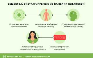 Польза и вред зеленого чая для здоровья человека