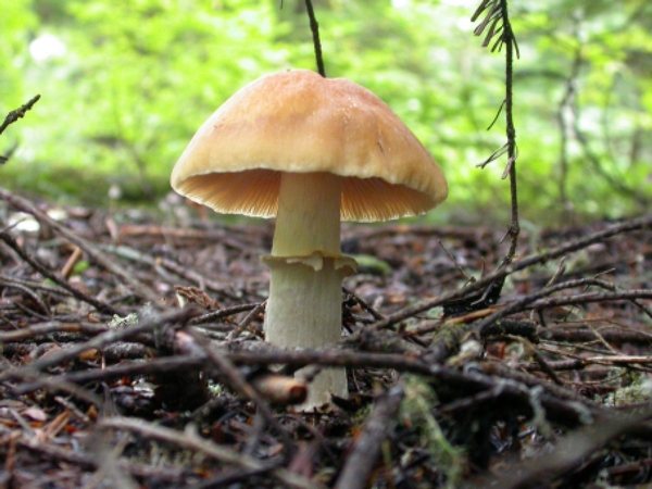 грибы курочки