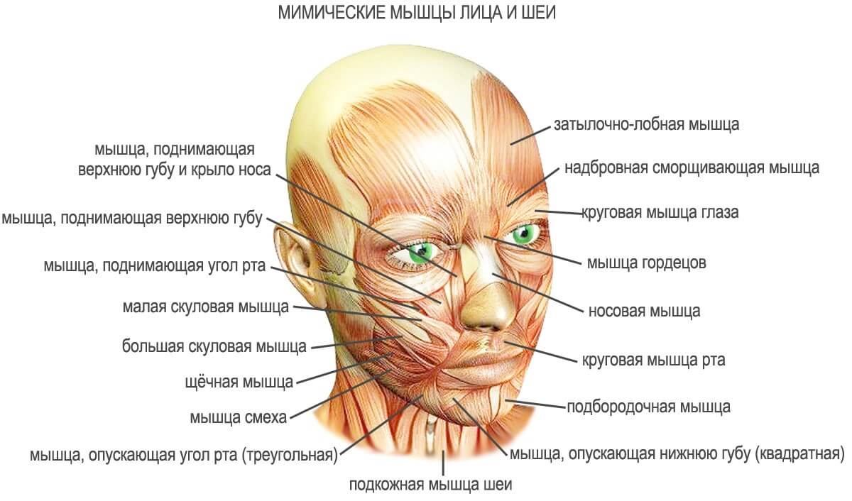 Мимические мышцы