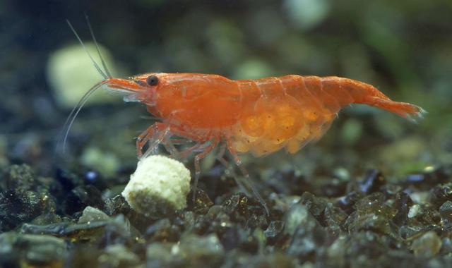 Польза и вред креветок