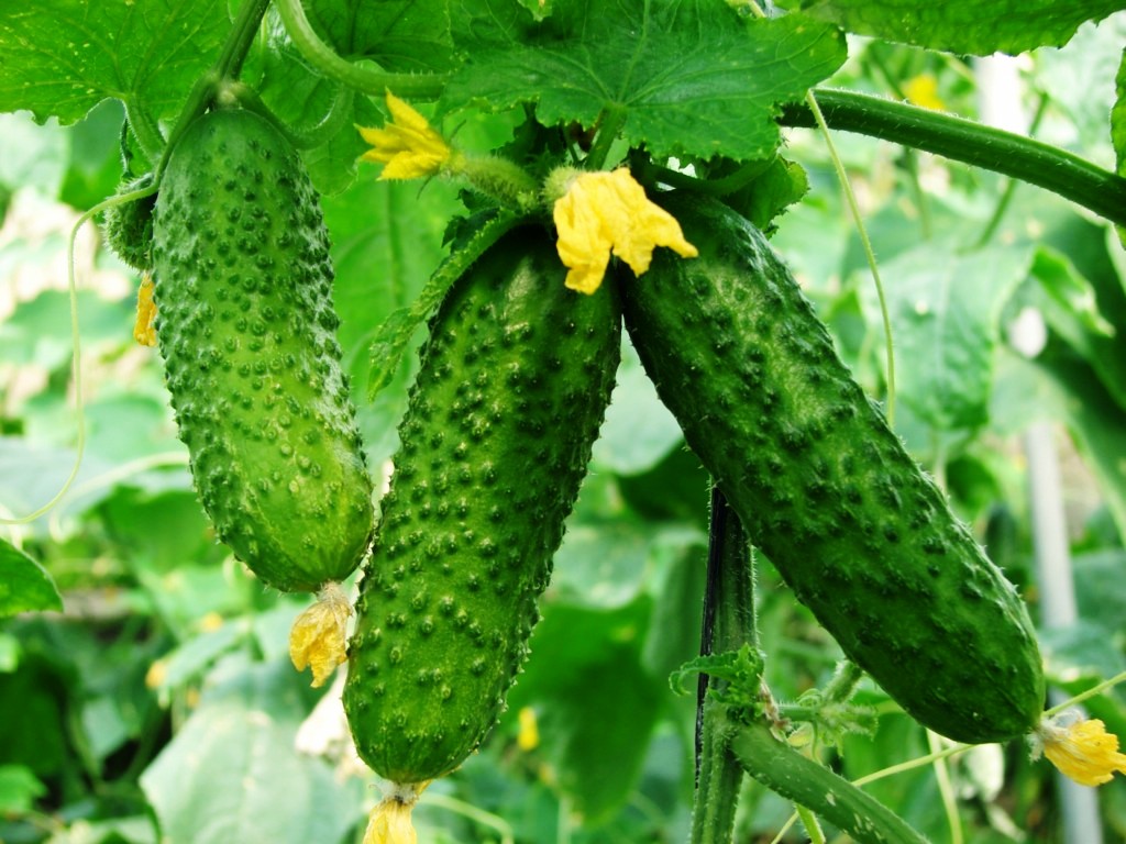 польза огурцов для организма