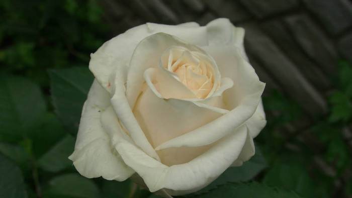 Роза Amelia (Амелия) Амелия для сушки