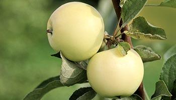 Белый-налив-сорт