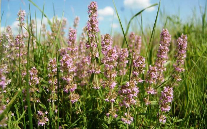 Растущий в поле чабрец Чабрец в поле