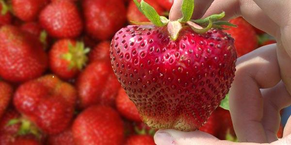 Чамора-Туруси