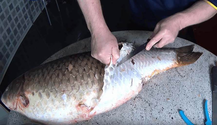 Снятие чешую с сазана Чешуя от сазана