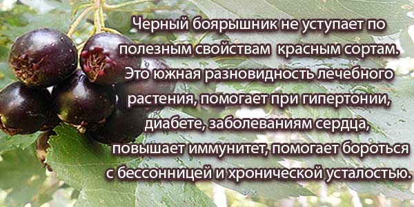 Чёрный-боярышник