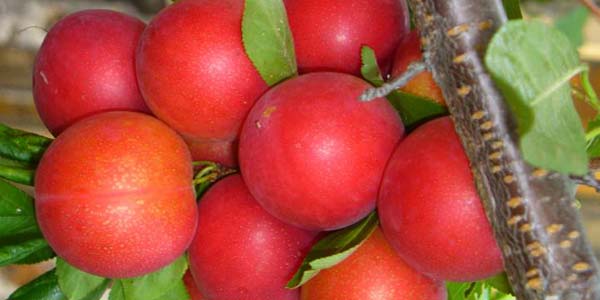 Чёрный-принц