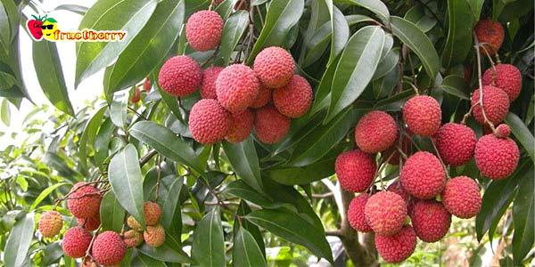 Дерево-дома