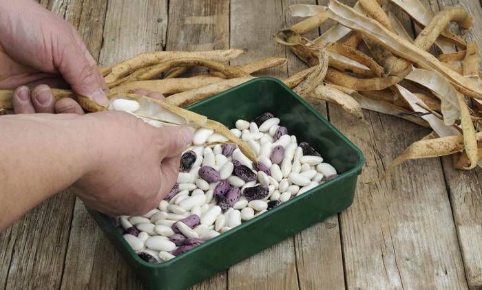 Сбор и чистка фасоли Фасоль для сушки