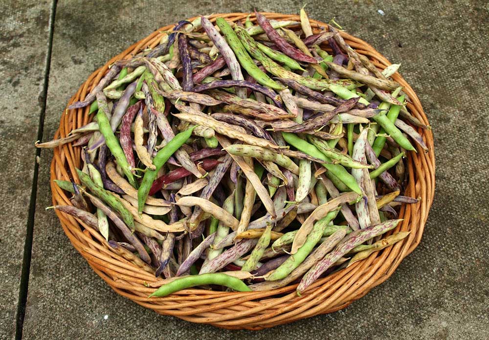 Сушка фасоли на улице Фасоль на улице