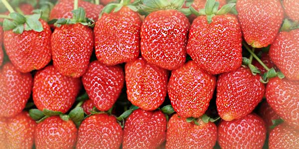 Фестивальная