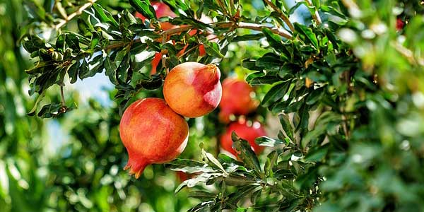 Фрукты-на-ветках