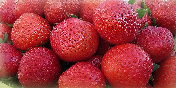 Галя-чив-гив