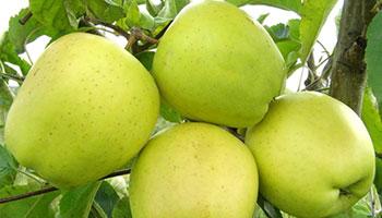 Голден-делишес1