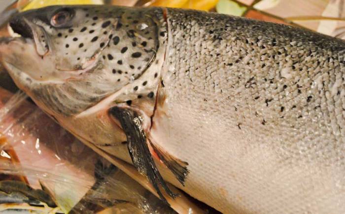 Отрезание головы вместе с жабрами Голова от сёмги