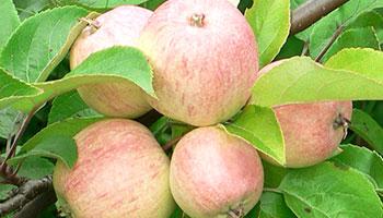 Грушовка-московская