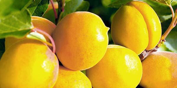 Хабаровский