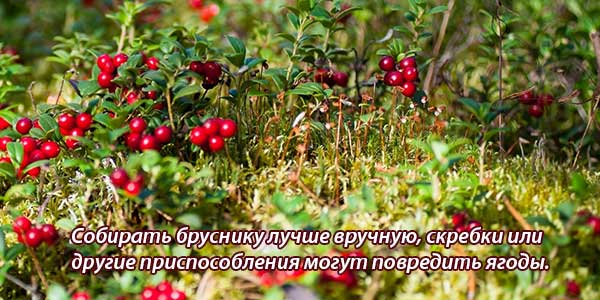 Как собирать ягоды