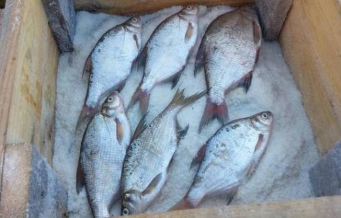 Сухая засолка карасей Караси в ящике