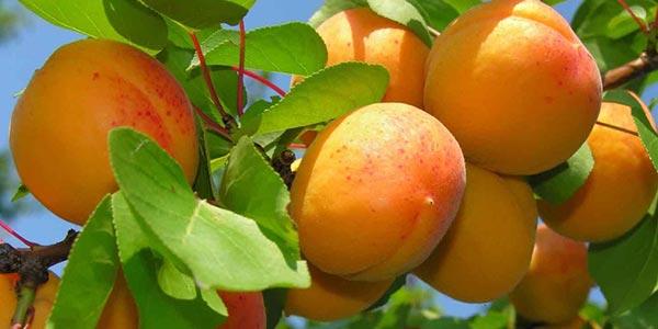 Кичигинский