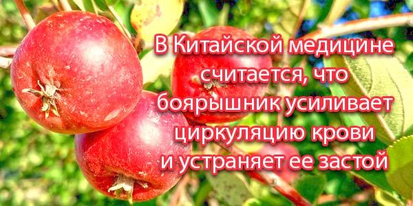 Китайские-ягоды