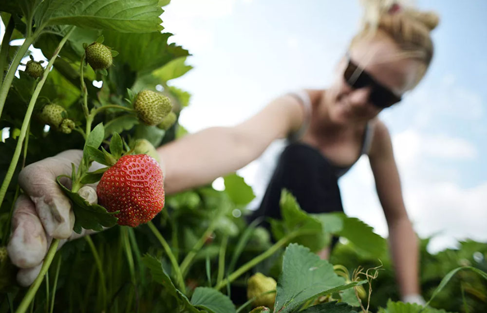 Сбор свежей клубники Клубника на кусте