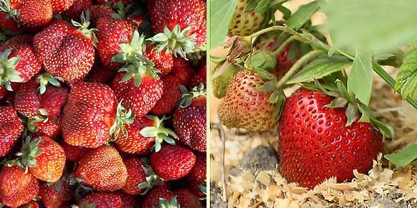 Королева-Елизавета-2