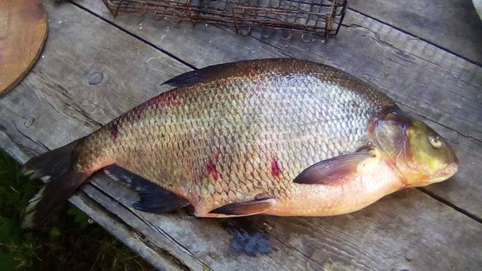 Как выглядит лещ Лещ на столе