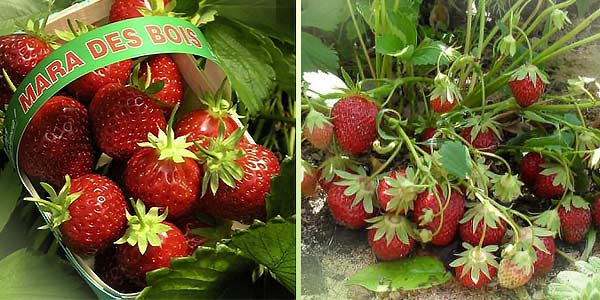 Мара-де-Боа